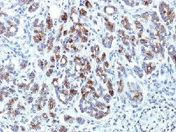 IHC testing of FFPE human pancreas with Alpha-1-Antichymotrypsin antibody (clone AACT/1451). Require