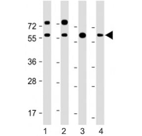 Western blot testing of RGMB antibody at 1:2000: Lane 1) human U-251 MG, 2) (h) HEK293, 3) (h) brain