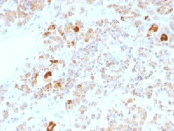 IHC testing of FFPE human pituitary gland stained with Luteinizing Hormone alpha antibody (clone LHa