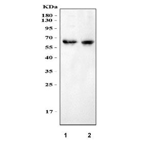 MPP2 Antibody