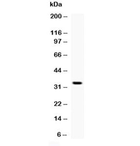 Western blot testing of 1ng of recombinant mouse protein with Oif antibody at 0.5ug/ml.