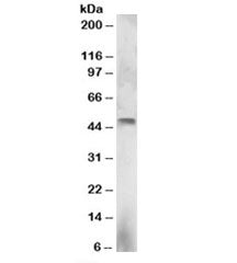 Western blot testing of NCI-H460 lysate with ELF3 antibody at 3ug/ml. Predicted molecular weight: ~4