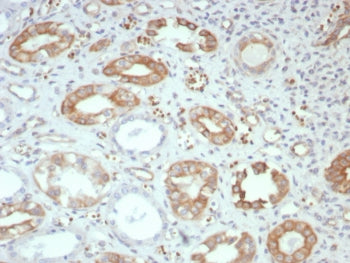 IHC staining of FFPE human kidney tissue with FGF23 antibody (clone FGF23/131). HIER: boil tissue se