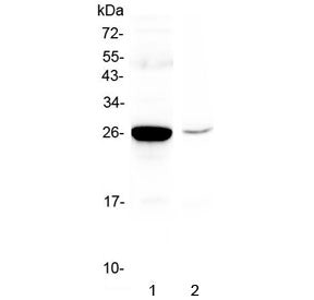 Western blot testing of mouse 1) liver and 2) HEPA1-6 lysate with Mbl2 antibody at 0.5ug/ml. Predict