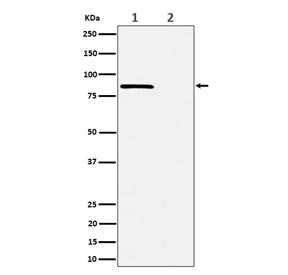 Western blot testing of lysate from human HeLa cells, 1) untreated and 2) Calyculin A-treated, with 