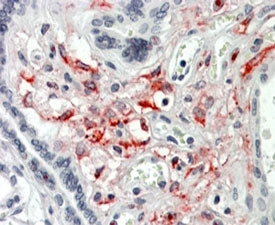 IHC testing of FFPE human placenta (mesenchymal cells) with HCP1 antibody at 3ug/ml. HIER: steamed w