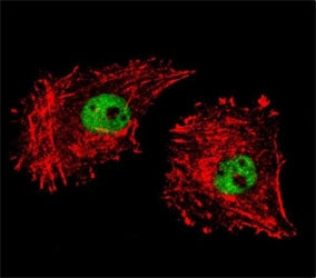 FUS Antibody