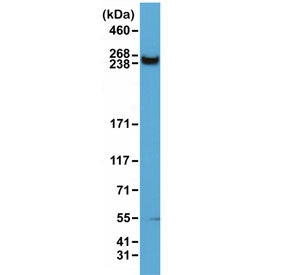Western blot of human HeLa cell lysate using recombinant mTOR antibody at 1:1500. Predicted molecula