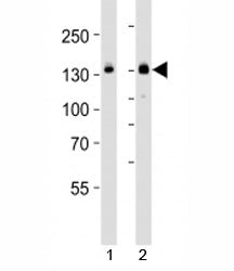 JAK1 Antibody