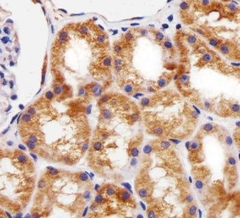 IHC testing of FFPE human kidney tissue with BCL10 antibody. HIER: steam section in pH6 citrate buff
