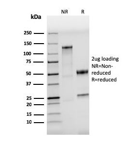 TLR4 Antibody