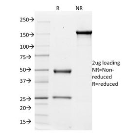 SDS-PAGE analysis of purified, BSA-free ITGAV antibody (clone ITGAV/1610) as confirmation of integri
