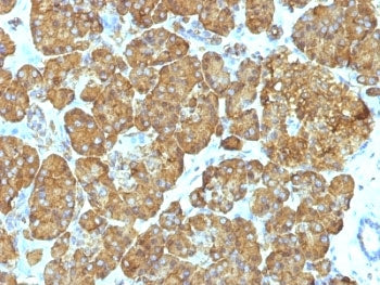 IHC: Formalin-fixed, paraffin-embedded human pancreas stained with Cytochrome C antibody cocktail (c