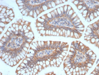 SIGLEC10 Antibody