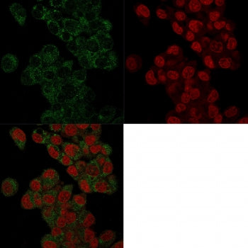 Immunofluorescence staining of human HepG2 cells with Prohibitin antibody (green, clone PHB/3225) an
