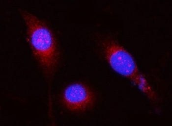 OPLAH Antibody / 5-oxo-L-prolinase / 5-OPase