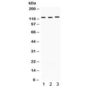 CRM1 Antibody