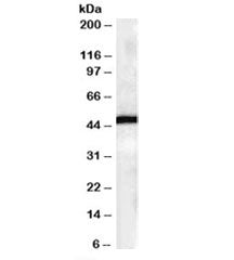 Western blot testing of human brain lysates with FBXL2 antibody at 0.3ug/ml. Predicted molecular wei