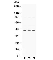 MAPK13 Antibody / SAPK4
