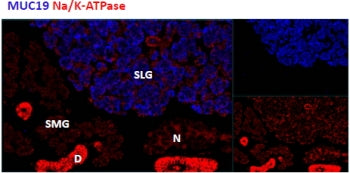 IHC staining of cells of the sublingual salivary gland (SLG) in mouse, but not any cells of the subm
