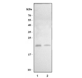 Western blot testing of 1) rat testis and 2) mouse testis tissue lysate with Camp antibody. Predicte