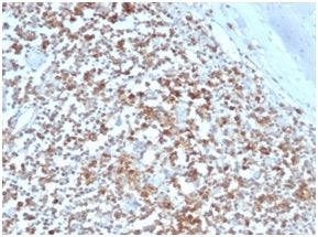 IHC staining of FFPE human tonsil tissue with HLA-G antibody (clone HLAG/6686) at 2ug/ml. HIER: boil