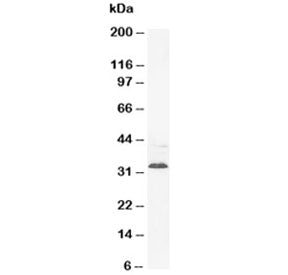 Western blot testing of Synaptophysin antibody and rat brain tissue lysate. Predicted molecular weig