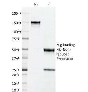 ICAM-3 Antibody / CD50