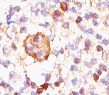 Bcl-X Antibody