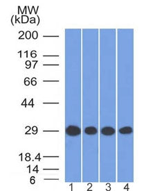 Western blot testing of human 1) HEK293, 2) Jurkat, 3) HepG2 and 4) U-87 MG cell lysate with Prohibi