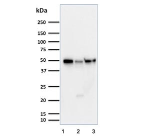 Cyclin A1 Antibody / CCNA1