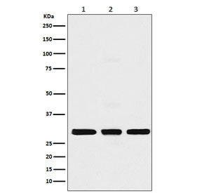 Western blot testing of 1) human MCF7, 2) mouse NIH3T3 and 3) rat C6 cell lysate with Histone H1.2 a