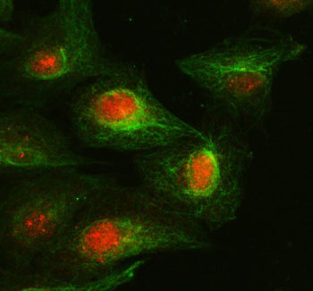 Immunofluorescent staining of FFPE human PC-3 cells with Cyclin A1 antibody (green) and DAPI nuclear stain (blue). HIER: steam section in pH6 citrate buffer for 20 min.