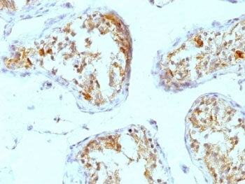 Perlecan Antibody (Large)