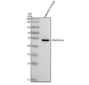 Western blot analysis of Psmd4a/b protein using Zebrafish Psmd4 antibody and zebrafish embryo tissue