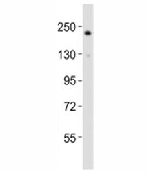 RICTOR Antibody