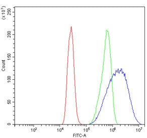 Flow cytometry testing of human Caco-2 cells with HSD17B2 antibody at 1ug/million cells (blocked wit