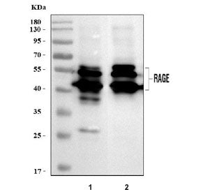 Western blot testing of 1) rat lung and 2) mouse lung tissue lysate with Rage antibody. Expected mol