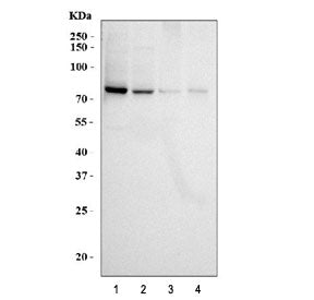 Western blot testing of human 1) K562, 2) HeLa, 3) Raji and 4) Jurkat cell lysate with RIP antbody. 