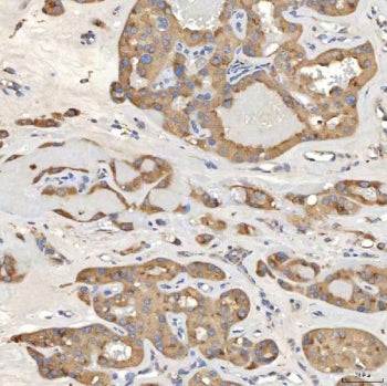 SIAE Antibody / Sialate O-acetylesterase