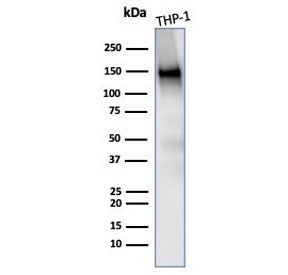 CD31 Antibody / PECAM-1