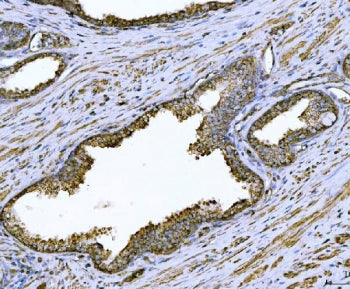 Arg2 Antibody