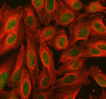 Immunofluorescent staining of FFPE human U-2 OS cells with PDCD2 antibody (green) and Alpha Tubulin 