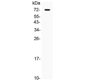 Western blot testing of 1ng of recombinant human protein with CRLF2 antibody at 0.5ug/ml. Expected m