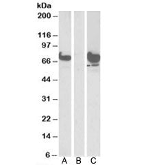 Western blot of HEK293 lysate overexpressing human EPM2AIP1-FLAG probed with EPM2AIP1 antibody [1ug/