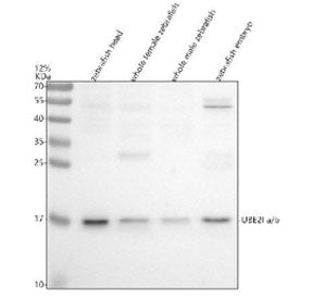 Western blot analysis of Ube2ia/b protein using Zebrafish Ube2i antibody and 1) zebrafish head, 2) w