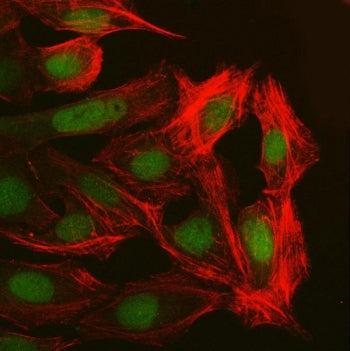 NUP37 Antibody / Nucleoporin 37