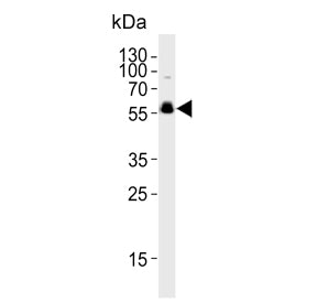 CDK14 Antibody / PFTAIRE-1