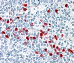 IHC testing of FFPE human spleen with GCC2 antibody at 4ug/ml. HIER: steamed with pH6 citrate buffer