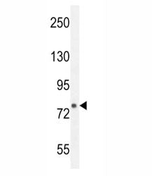 FBXL10b Antibody